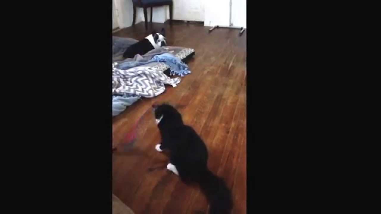 Jumpy cat 
