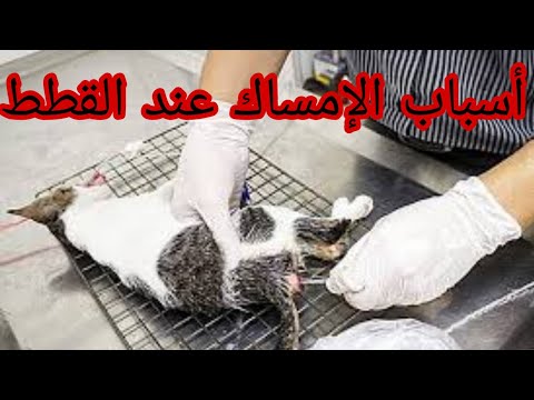علاج الإمساك عند القطط في البيت وصفه سهله    