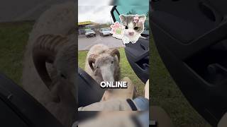 this car ad is wild 🐏 #shorts