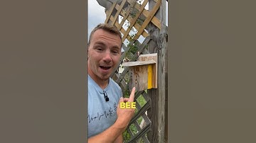 3 Ways to Attract More Bees and Pollinators to Your Garden 🐝 🦋