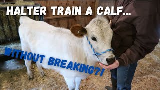 Halter Training a Calf  The Gentle Method  No Breaking