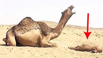 This Is Why Touching a Dead Camel Is So DANGEROUS