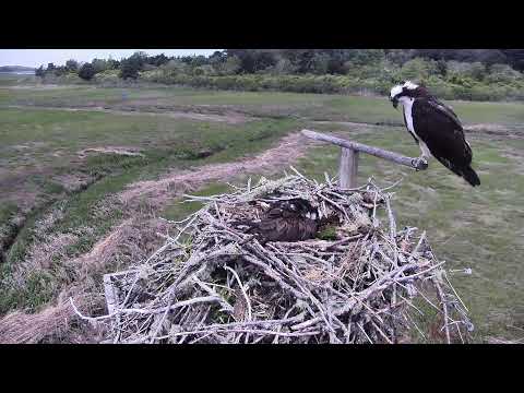 camera iphone 8 plus apk Cape Cod Museum of Natural History Live Stream