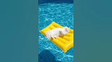 Yerinde Dur Cat Version Cat Pets Demetakalin 