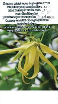 Bunga Kenanga