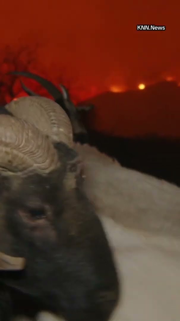 Hundreds of goats evacuate in Brentwood amid Palisades Fire