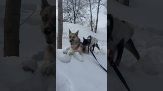 Наша утренняя прогулка #собака #собакаизприюта #dog #animals #басенджи #хаски