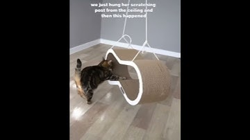Cat trying to get on her scratching post but it’s hanging from the ceiling.