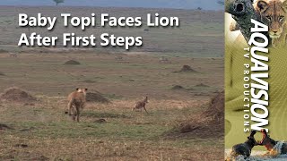 Baby Topi Antelope Faces Lion Attack After First Steps  #lion #wildlife #stockfootage