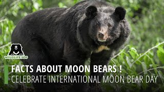 Facts About Moon Bears: Celebrate International Moon Bear Day!