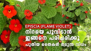 Episcia Plant Care Malayalam | Episcia Care and Propagation | Flame Violet | Hanging Plant Care