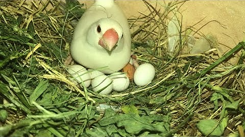 Breeding Tips for Java Bird || java bird breeding formula