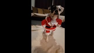 Boxer Pup Making An Entrance In His Santa Costume
