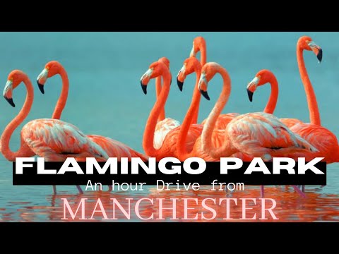 WWT Martin Mere | Flamingo Park | Burscough | Ormskirk | Visit England | 2021