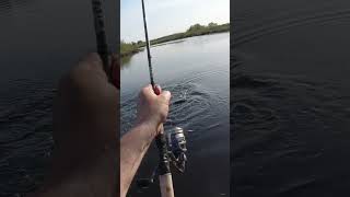 Almost Late Setting The Hook On A River Monster!