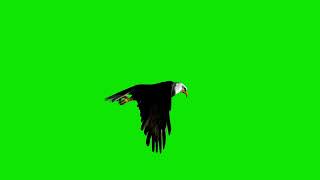 Flying Eagle Green Screen Loop able | Flying Eagle Green Screen Copyright Free | Animal Green screen