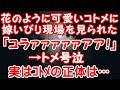 【スカッとする話】花のように可愛いコトメに嫁いびり現場を見られた「コラァァァァァ!」→トメ号泣、実はコトメの正体は…!【スカッと便り】