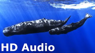 Whale Sounds for Sleeping 12 Hours Black Screen No Ads No Commercials