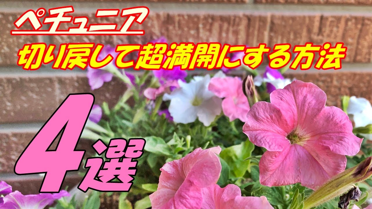 【花】ペチュニアの育て方・切り戻し - YouTube