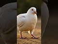 baaz ne khaya maa kabutar ke ande / #animals  #eagle #shorts #cartoon #shortvideo #egg #ai #pigeon