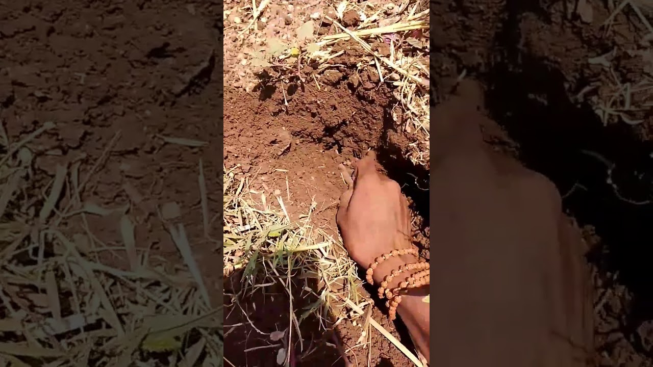 indian monitor lizard 🦎 Cech