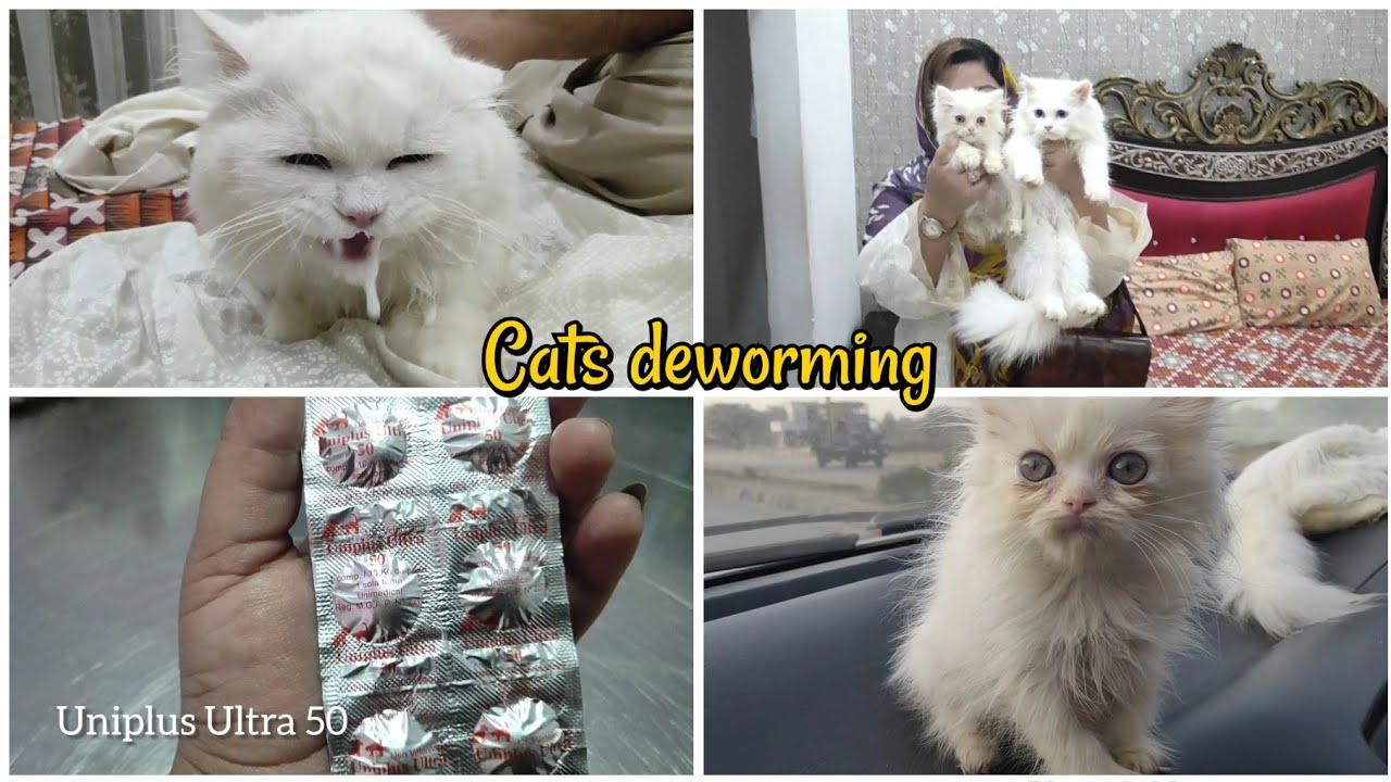 Cats deworming best dewormers in Pakistan How to deworm cat at home YouTube