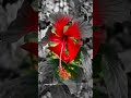 #Photography #Flower