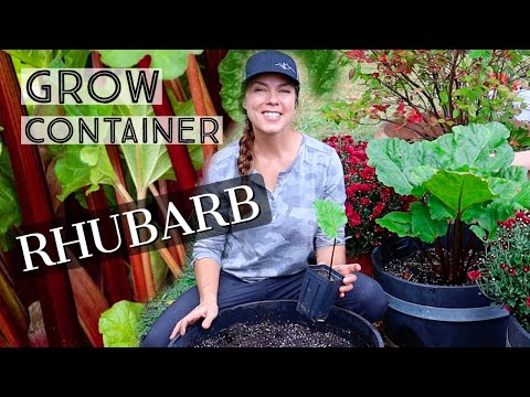 Video: Konteinerā audzēti rabarberi: rūpes par rabarberu stādiem konteineros