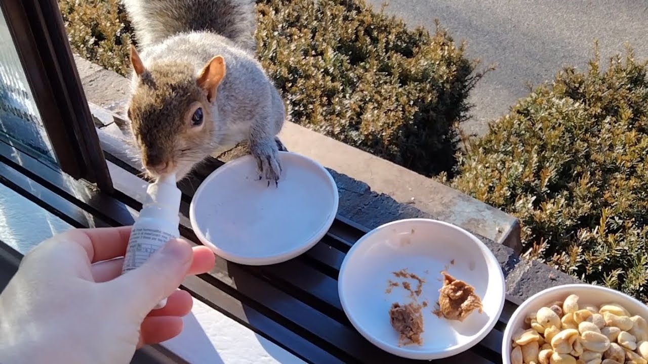 How to safely treat squirrels (and other animals) for worms YouTube