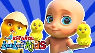 🐤🐥Los Pollitos Dicen Pio Pio +y Zigalu y las mejores ¡Canciones Infantiles! LooLoo