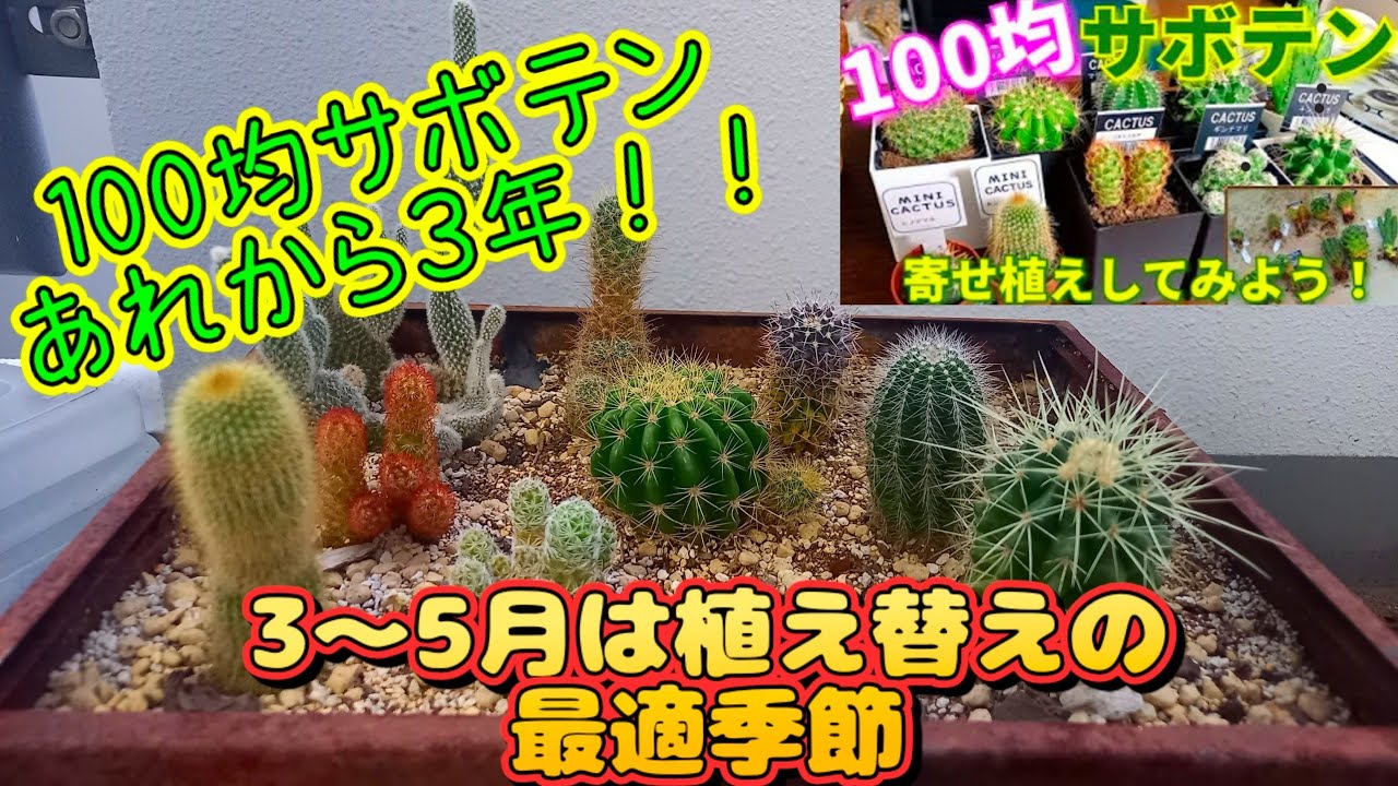 100均サボテン寄せ植えから３年！！更なる成長を願い土の入れ替えをしよう！！