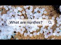 The Impact of Nurdles on Marine Life and the Environment