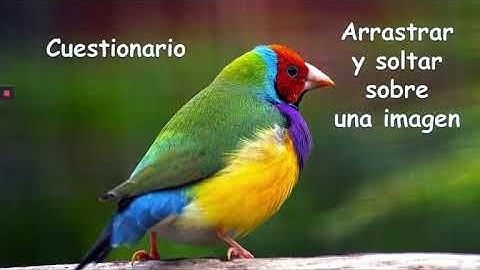 Moodle / Cuestionario arrastrar y soltar sobre imagen: ejemplos + tutorial