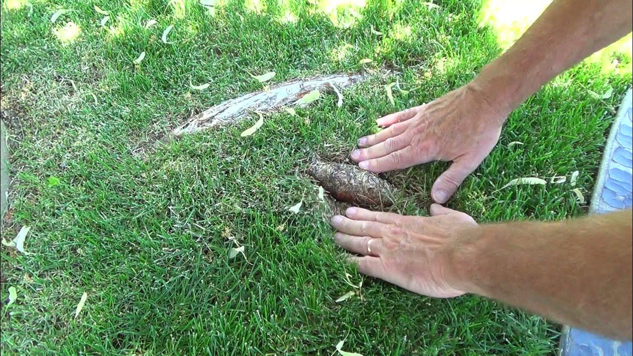 How to Remove/Cover Exposed Tree Roots In Lawn Made Easy YouTube