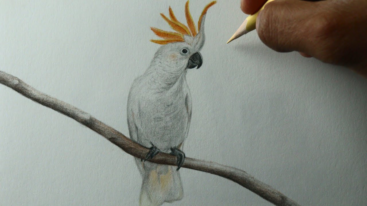 Como desenhar um pássaro Cacatua PASSO A PASSO narrado