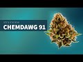 Chemdawg 91  strainview