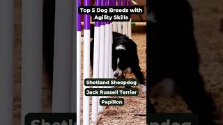 Top 5 Dog Breeds with Agility Skills #shorts