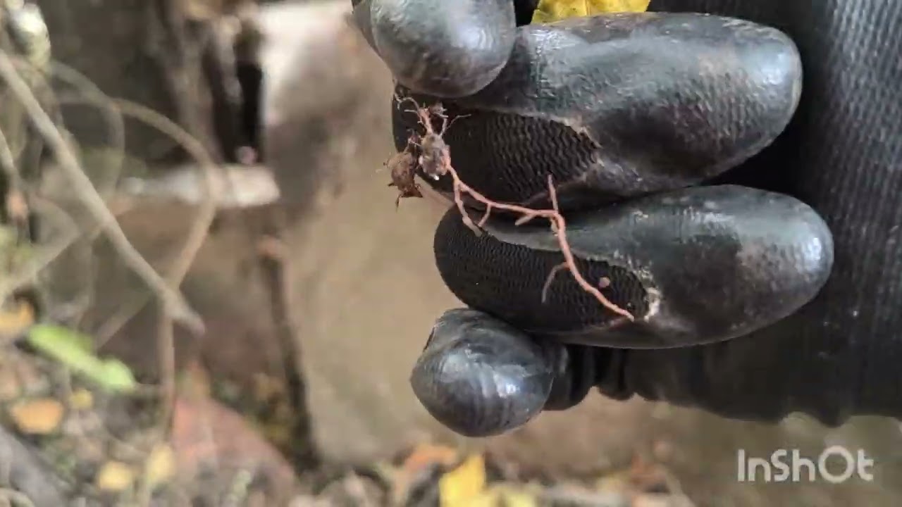 INCREÍBLE LO QUE LA TIERRA ESCONDIÓ.