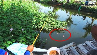 Mancing Di bawah jembatan umpan pelet Bapake edi