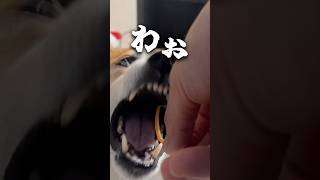 野生が顔を出した瞬間