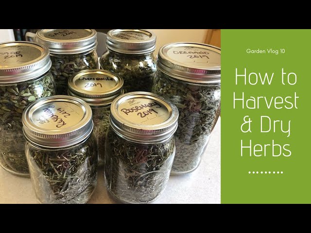 How to Harvest, Dry, & Store Herbs From the Garden