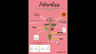 Fotosintesis Hs