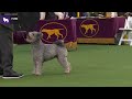 Pumik | Breed Judging 2020 の動画、YouTube動画。