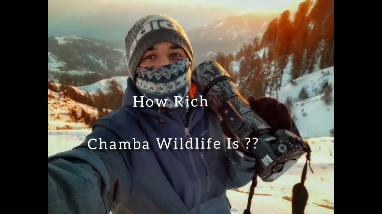 HOW RICH CHAMBA WILDLIFE ? | HIMACHAL PRADESH | INDIA | WILDLIFE PHOTOGRAPHY 