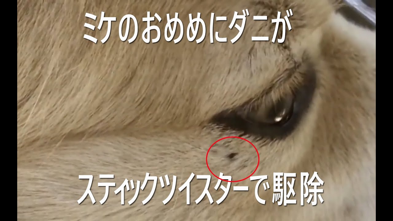 ミケのダニ取り　おめめにダニが・・・