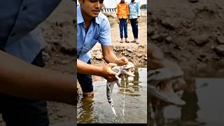 Baby crocodile 🐊 ko rescue kar liya aage kya karun. | #animals #trending #viral