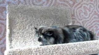 MVI_2992.avi