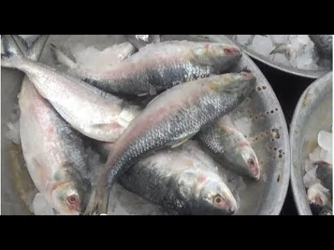 padma nodir ilish song padma nodir ilish song