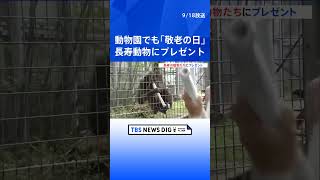 「敬老の日」で動物園の長寿動物たちにもプレゼント   | TBS NEWS DIG #shorts