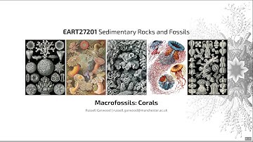 Corals, Video 1 - EART27201 - Sedimentary Rocks and Fossils